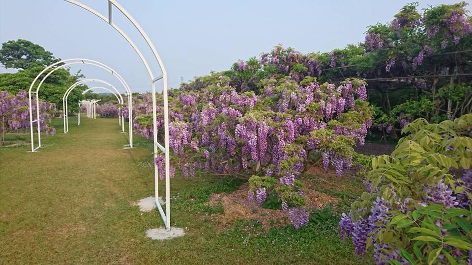 胡亚捷紫藤花园图片